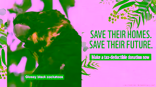 WWF Make A TaxDeductible Donation WWFAustralia Ad Commercial Brand Imagery Photoshoot 0