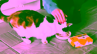 Seraquin Seraquin UK You and Your Pet 15s Ad Commercial Brand Imagery Photoshoot 2