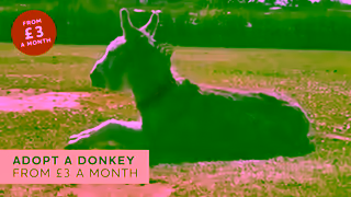 The Donkey Sanctuary Shoulder Period Adoptions 30 sec Ad Commercial Brand Imagery Photoshoot 0
