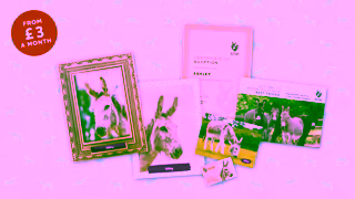 The Donkey Sanctuary Shoulder Period Adoptions 30 sec Ad Commercial Brand Imagery Photoshoot 1