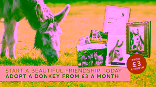 The Donkey Sanctuary Shoulder Period Adoptions 30 sec Ad Commercial Brand Imagery Photoshoot 2