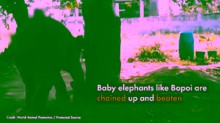 World Animal Protection Baby elephant Bopoi is tied to a fence to begin her training Ad Commercial Brand Imagery Photoshoot 1