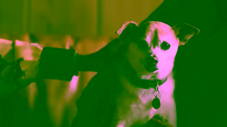 Post University If you want to start a career as a Pet Psychic were not the school for you Ad Commercial Brand Imagery Photoshoot 1