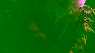 Tahiti Tourism Ressentez ce que nous vivons Tahiti Et Ses les 15 Ad Commercial Brand Imagery Photoshoot 2