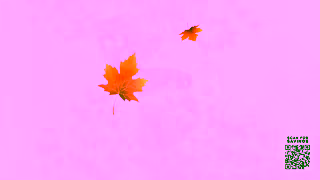 FAMILY FARE Enjoy Fresh Fall Deals at Your Neighborhood Family Fare Ad Commercial Brand Imagery Photoshoot 2