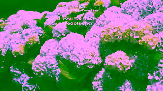 Fred Olsen Cruises FOCL Azores Bumper Ad Commercial Brand Imagery Photoshoot 1