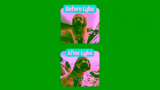 Lyka Pet Food Anna Story Health benefits 16x9 Ad Commercial Brand Imagery Photoshoot 1
