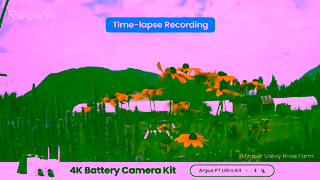 Reolink adargus pt ultra home hub kit169enFraser Valley Rose Farm 2 Ad Commercial Brand Imagery Photoshoot 2