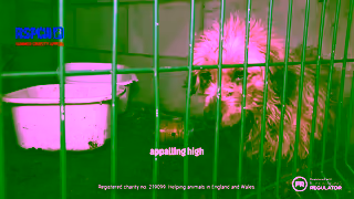 RSPCA.org.uk aredrtvcutsummer1920x1080 Ad Commercial Brand Imagery Photoshoot 0