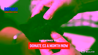 RSPCA.org.uk aredrtvcutsummer1920x1080 Ad Commercial Brand Imagery Photoshoot 2