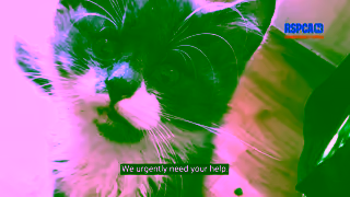 RSPCA.org.uk inspectorcrueltystorysupporterroleberliozneedledsummer1920x1080 Ad Commercial Brand Imagery Photoshoot 2