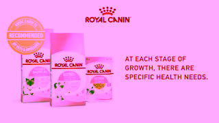 Royal Canin Kitten Training 101 Tips for a WellBehaved Cat Ad Commercial Brand Imagery Photoshoot 2