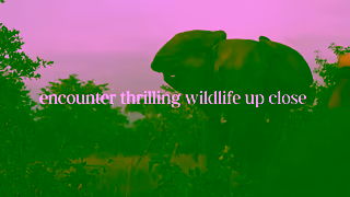 Abercrombie & Kent Discover the thrill of safari Ad Commercial Brand Imagery Photoshoot 1