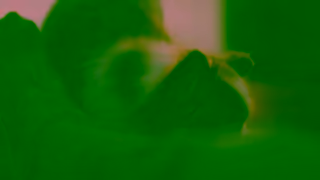 AIA Dog Dragging You Out Ad Commercial Brand Imagery Photoshoot 1