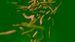 New York Fries Fresh Cut Fries Give Your Tastebuds Something to Sing About Ad Commercial Brand Imagery Photoshoot 0