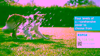 RSPCA RSPCA Pet Insurance Sprinkler TVC 30 secs Ad Commercial Brand Imagery Photoshoot 1