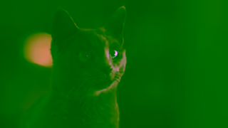 Sheba SHEBA Caturday Night Ad Commercial Brand Imagery Photoshoot 1