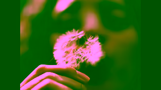 First Response First Response Early Result Dandelion 06 Ad Commercial Brand Imagery Photoshoot 1