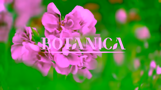 AirWick Botanica x WWF Together for Nature Regeneration Ad Commercial Brand Imagery Photoshoot 0