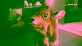 Beyond Meat Beyond Meat All taste no worries Ad Commercial Brand Imagery Photoshoot 1