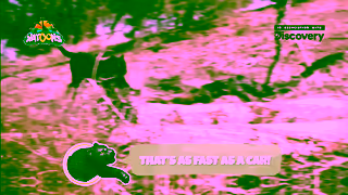 Kinder Kinder Surprise Natoons Discovery Black Panther 15 Ad Commercial Brand Imagery Photoshoot 1