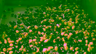 Filippo Berio 01264 01 certainty 16x9 trueview ad 30sec 2 Ad Commercial Brand Imagery Photoshoot 1