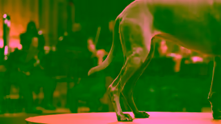 Pedigree PEDIGREE Tail Orchestra Satisfy your dog with CANINE COOKOUTS Ad Commercial Brand Imagery Photoshoot 1