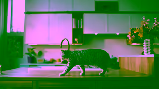 Whiskas Its Purr OClock Ad Commercial Brand Imagery Photoshoot 0