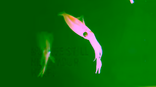Greenpeace Help stop destructive deep sea mining before it starts Ad Commercial Brand Imagery Photoshoot 1