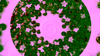 Dove Skip the harsh scrubs Shower with the ultimate skin treat Dove Body Scrubs ItsGiving Ad Commercial Brand Imagery Photoshoot 0