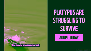 WWF ADOPT A PLATYPUS WWFAustralia Ad Commercial Brand Imagery Photoshoot 0