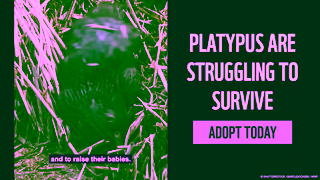 WWF ADOPT A PLATYPUS WWFAustralia Ad Commercial Brand Imagery Photoshoot 1