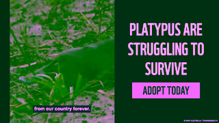 WWF ADOPT A PLATYPUS WWFAustralia Ad Commercial Brand Imagery Photoshoot 2