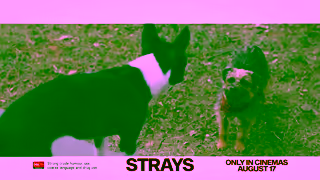 Universal Pictures Strays August 17 Ad Commercial Brand Imagery Photoshoot 0