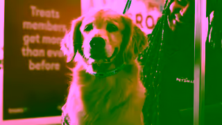 PetSmart Say Id Do Anything Canada Evergreen Ad Commercial Brand Imagery Photoshoot 1