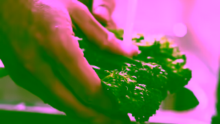 Tenderstem Broccoli How to cook Tenderstem Air fry Ad Commercial Brand Imagery Photoshoot 0