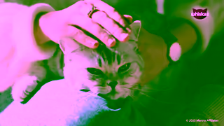 Whiskas Take them to PURRADISE Ad Commercial Brand Imagery Photoshoot 0