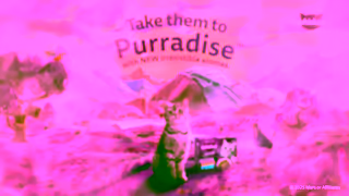 Whiskas Take them to PURRADISE Ad Commercial Brand Imagery Photoshoot 2