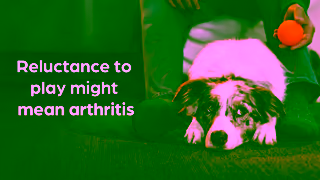 Zoetis OADog DTC SocialAnimated AwareUnaware ReluctancetoPlay Awareness 16 9 AUS Ad Commercial Brand Imagery Photoshoot 0