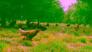 The Happy Egg Company The happy egg co Happy Hens Lay Tasty Eggs Ad Commercial Brand Imagery Photoshoot 1