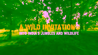 Bout India Tours Exploring Indias Wild Side Luxury Wildlife Tours with BoutIndia Ad Commercial Brand Imagery Photoshoot 0