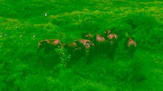 Bout India Tours Exploring Indias Wild Side Luxury Wildlife Tours with BoutIndia Ad Commercial Brand Imagery Photoshoot 2