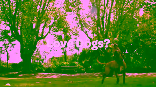 The Dog Lovers Festival Sydney Dog Lovers Festival 2024 TVC Ad Commercial Brand Imagery Photoshoot 0