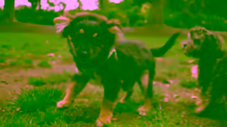 The Dog Lovers Festival Sydney Dog Lovers Festival 2024 TVC Ad Commercial Brand Imagery Photoshoot 1