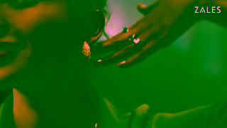 ZALES Zales Black Friday Specials Spanish 15s Ad Commercial Brand Imagery Photoshoot 2