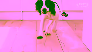 Lily's Kitchen Give them the best start Ad Commercial Brand Imagery Photoshoot 2