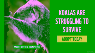 WWF ADOPT A KOALA WWFAustralia Ad Commercial Brand Imagery Photoshoot 2