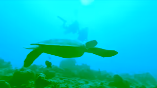 Four Seasons Hotels FSH Nature Ad Commercial Brand Imagery Photoshoot 1