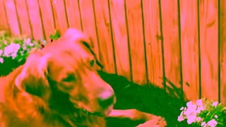 Scotts Scotts Organic Range 30 Ad Ad Commercial Brand Imagery Photoshoot 2