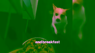 The Farmer's Dog Q5 UGC Compilation 16x9 Alt 2 Ad Commercial Brand Imagery Photoshoot 1